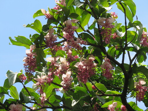 Medinilla magnifica