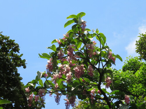 Medinilla magnifica