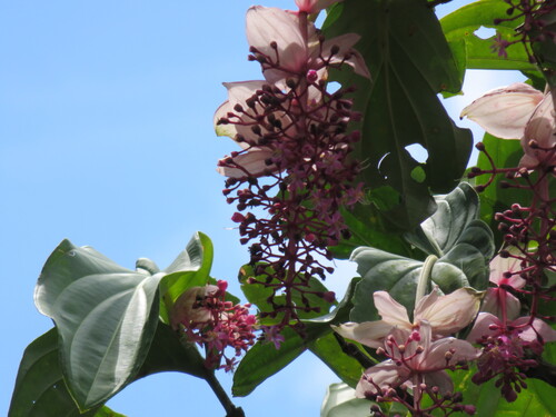 Medinilla magnifica