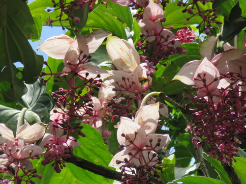 Medinilla magnifica