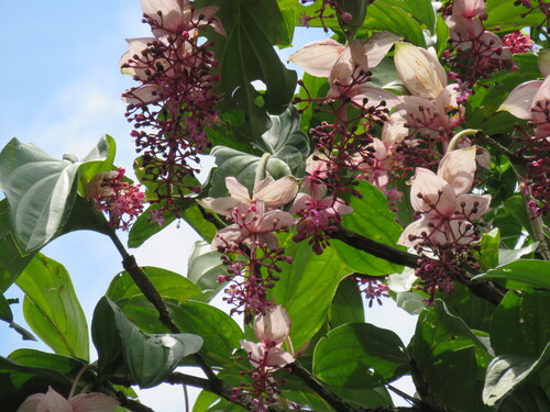 Medinilla magnifica
