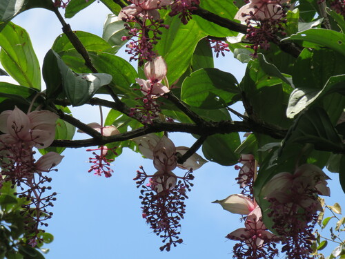 Medinilla magnifica