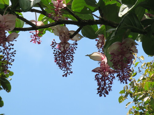 Medinilla magnifica