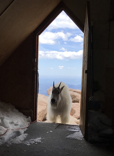 Mountain Goat photographed in Colorado