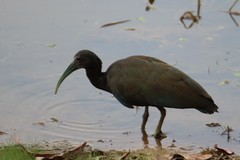 Mesembrinibis cayennensis