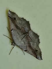 Drepanogynis mixtaria