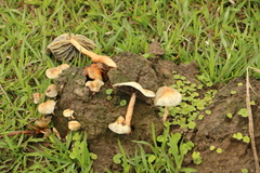 Protostropharia ovalispora