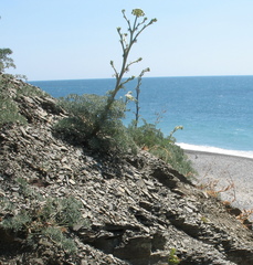 Seseli ponticum