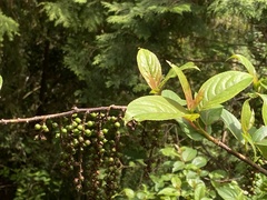 Stachyurus himalaicus, photograph author not stated, no rights reserved