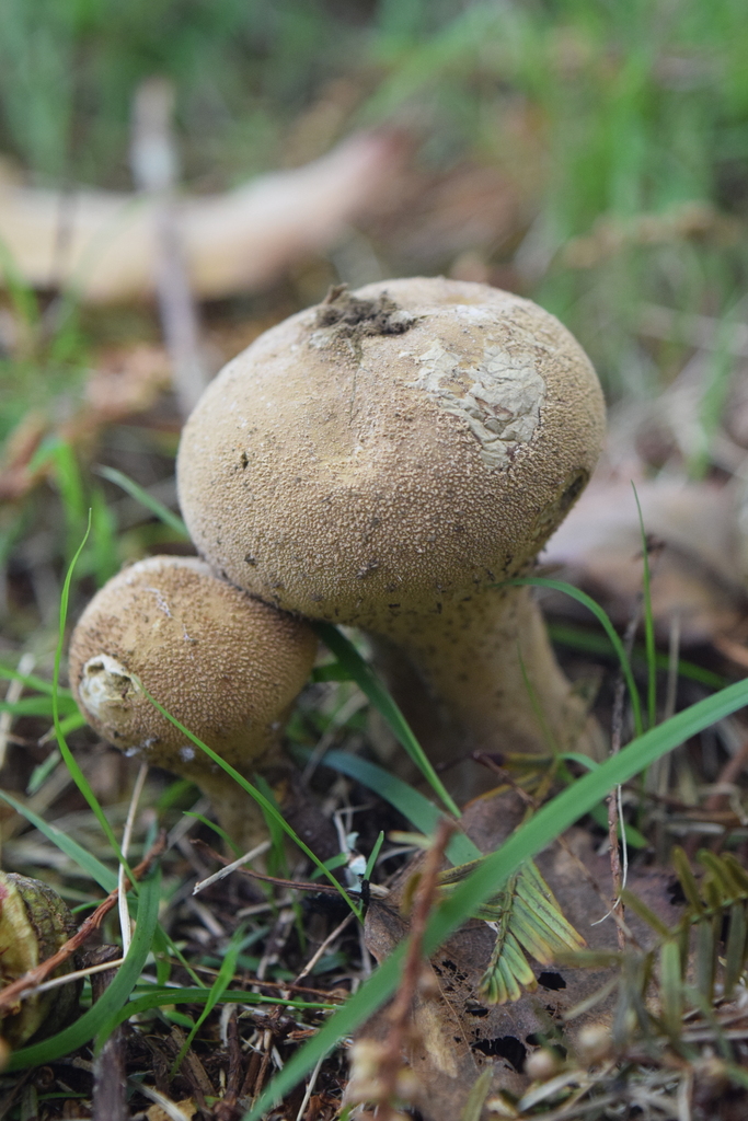 Lycoperdon excipuliforme · May 2026 · photo: © davidwhyte (iNaturalist, cc-by-sa)
