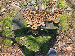 Trametes versicolor