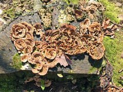 Trametes versicolor