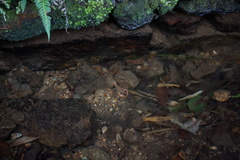 Cambarellus montezumae