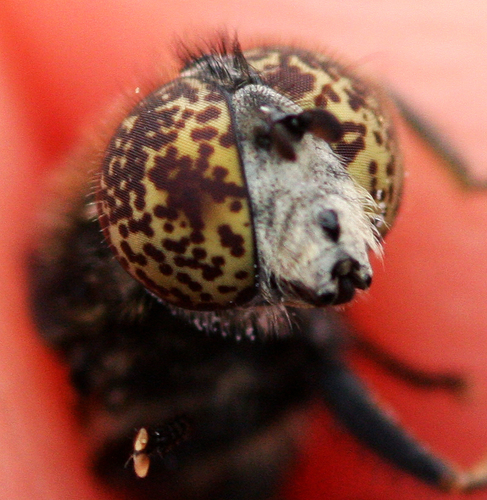 Small Spotty-eyed Drone Fly