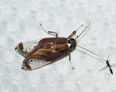 Bertholdia albipuncta