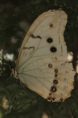 Morpho polyphemus