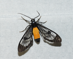 Cosmosoma stibosticta