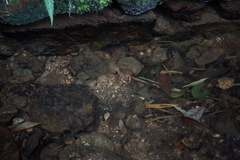 Cambarellus montezumae