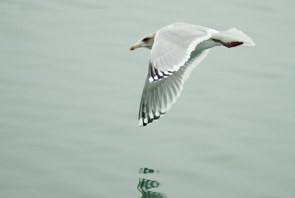 Iceland Gull (Thayer's)
