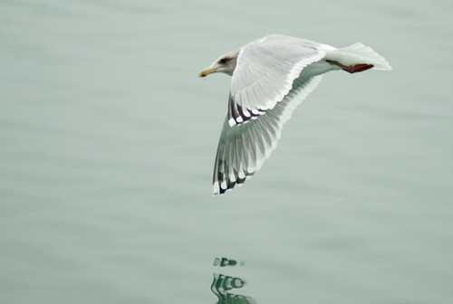 Iceland Gull (Thayer's)