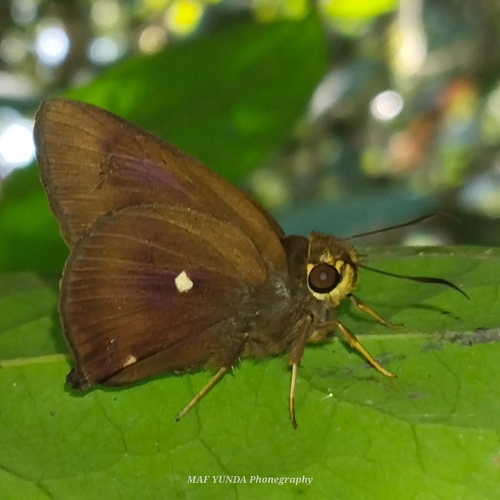 Hasora quadripunctata