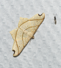 Macaria triplicaria