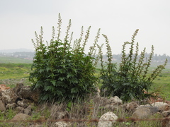 Scrophularia rubricaulis