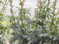 Scrophularia rubricaulis