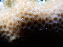 Scleractinia