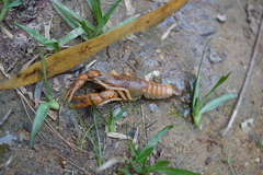 Cambarellus montezumae