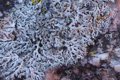 Physcia thomsoniana