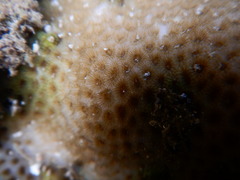 Scleractinia