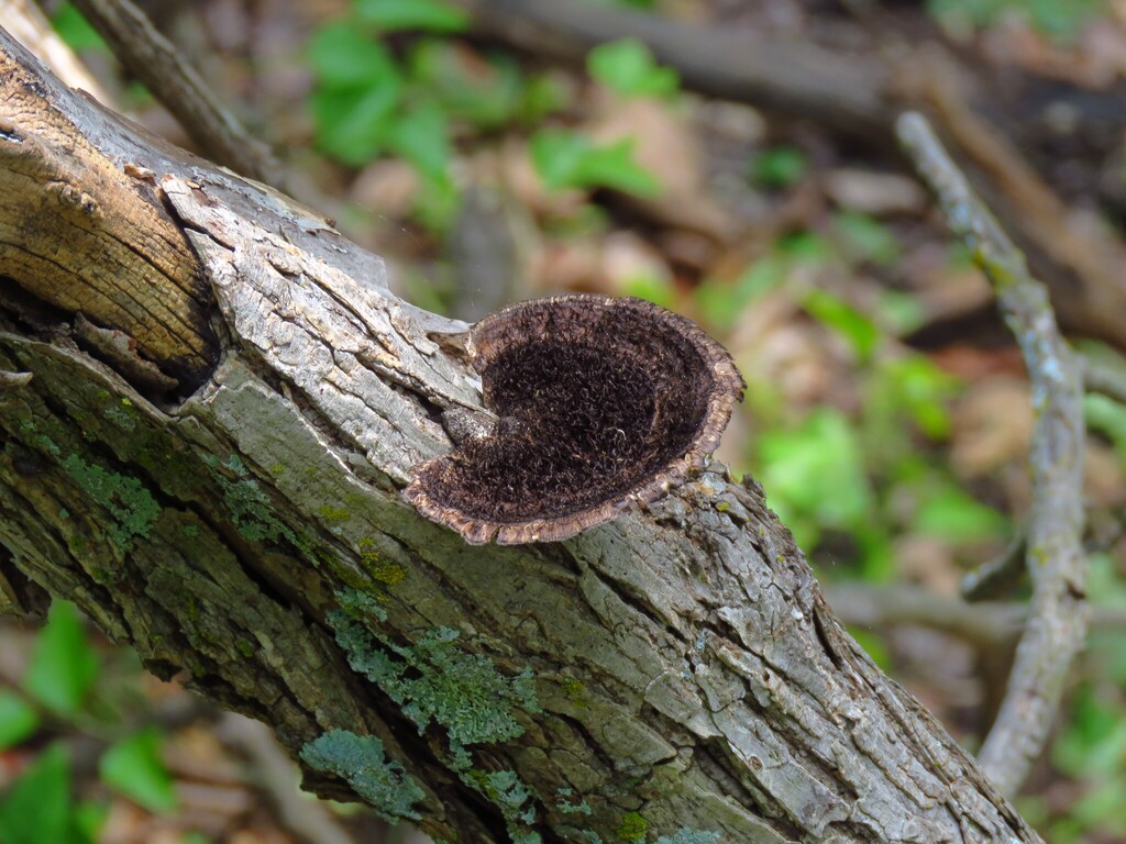 Hexagonia hydnoides · April 2026 · photo: © annikaml (iNaturalist, cc-by)