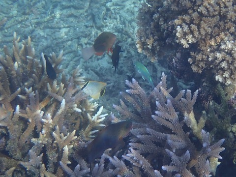 Chevron Butterflyfish