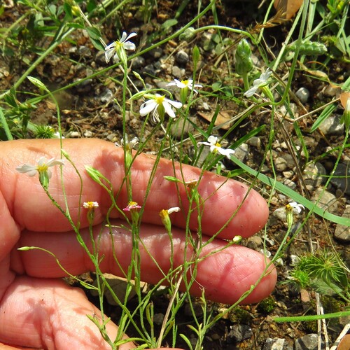 Chaetopappa asteroides, photograph 6