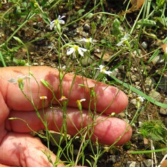 Chaetopappa asteroides, photograph (c) Annika Lindqvist, some rights reserved (CC BY)