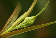 Rabdophaga terminalis