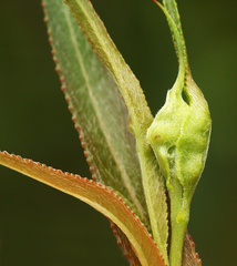 Rabdophaga terminalis