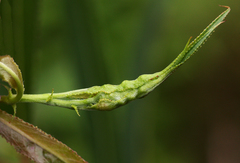 Rabdophaga terminalis