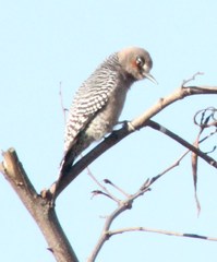 Melanerpes hypopolius