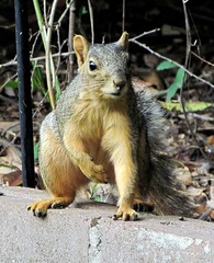 Sciurus niger