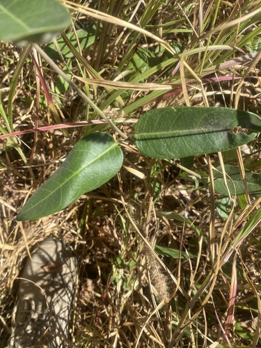 Northern Silkpod