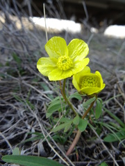 Ranunculus polyrhizos