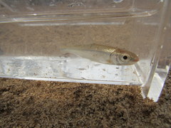 Luxilus zonatus