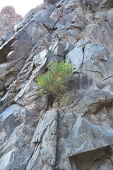 Senecio uspallatensis