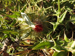 Cirsium ehrenbergii