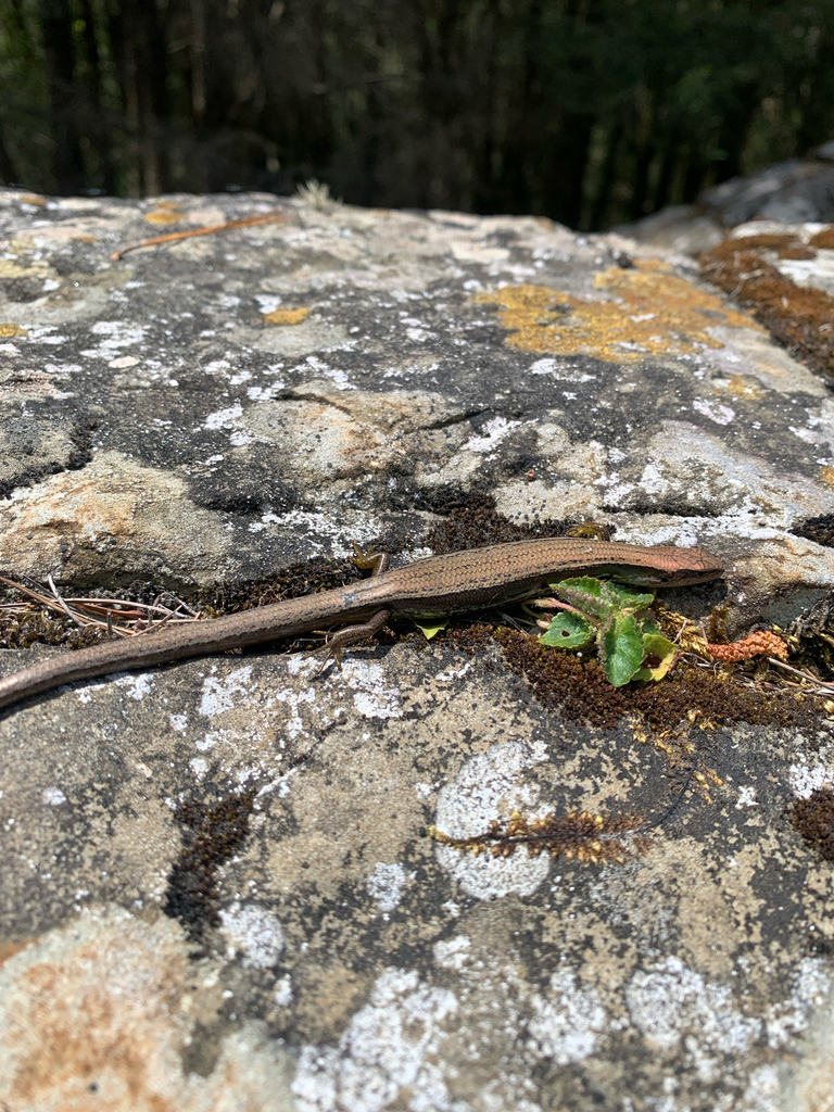 Taiwan Alpine Skink