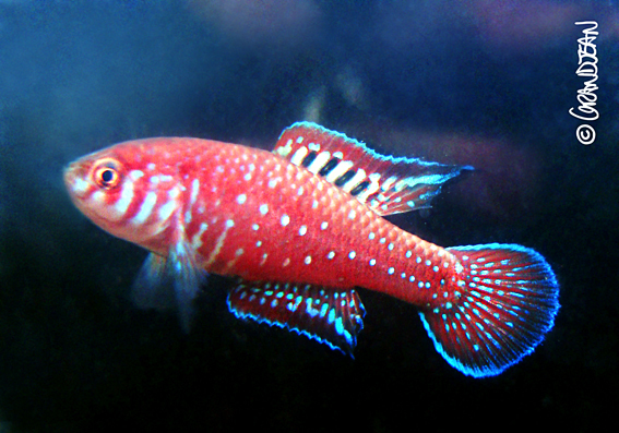 Killi de Boitoni (Simpsonichthys boitonei)