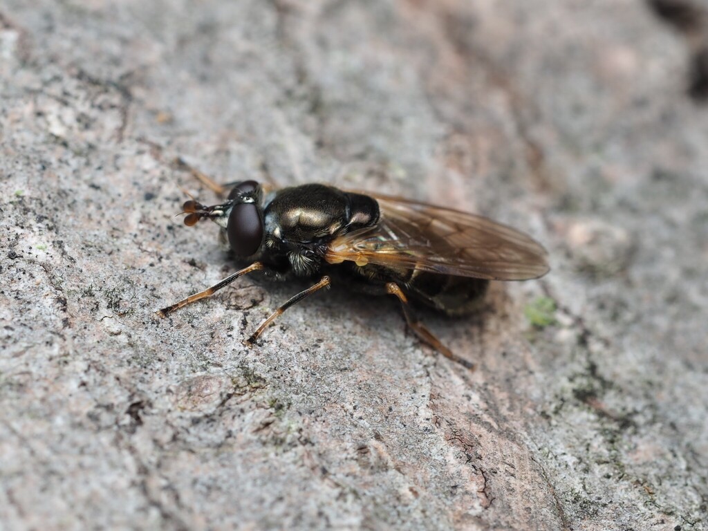 Golden Trunksitter