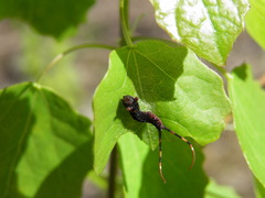Cerura